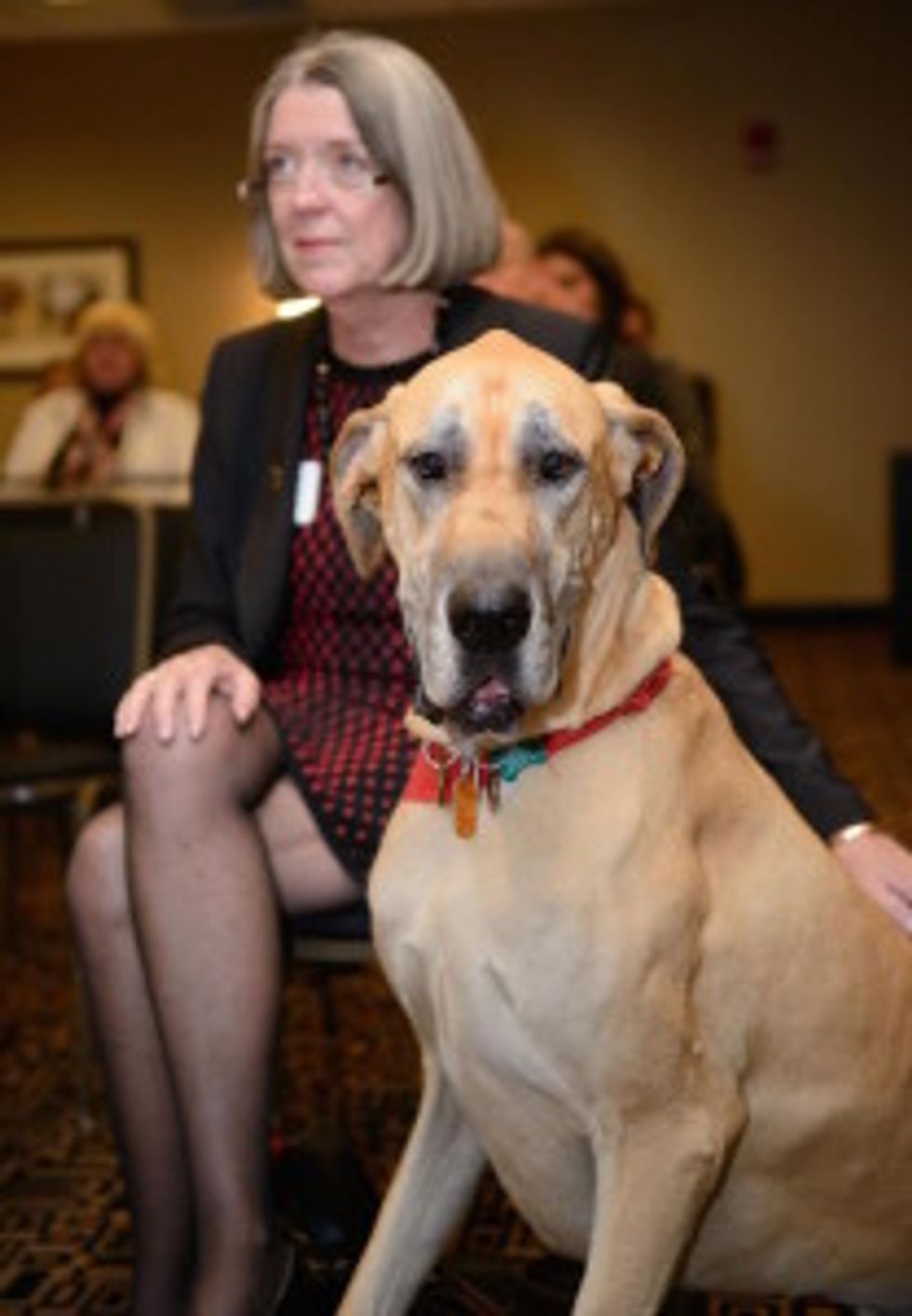 Ann Gatty and Beretta, therapy dog used to improve employee engagement