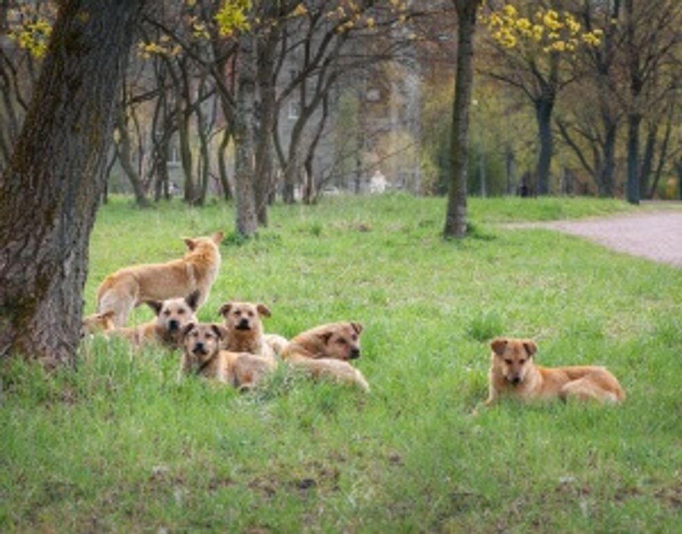 build a strong organization: photo of a pack of dogs