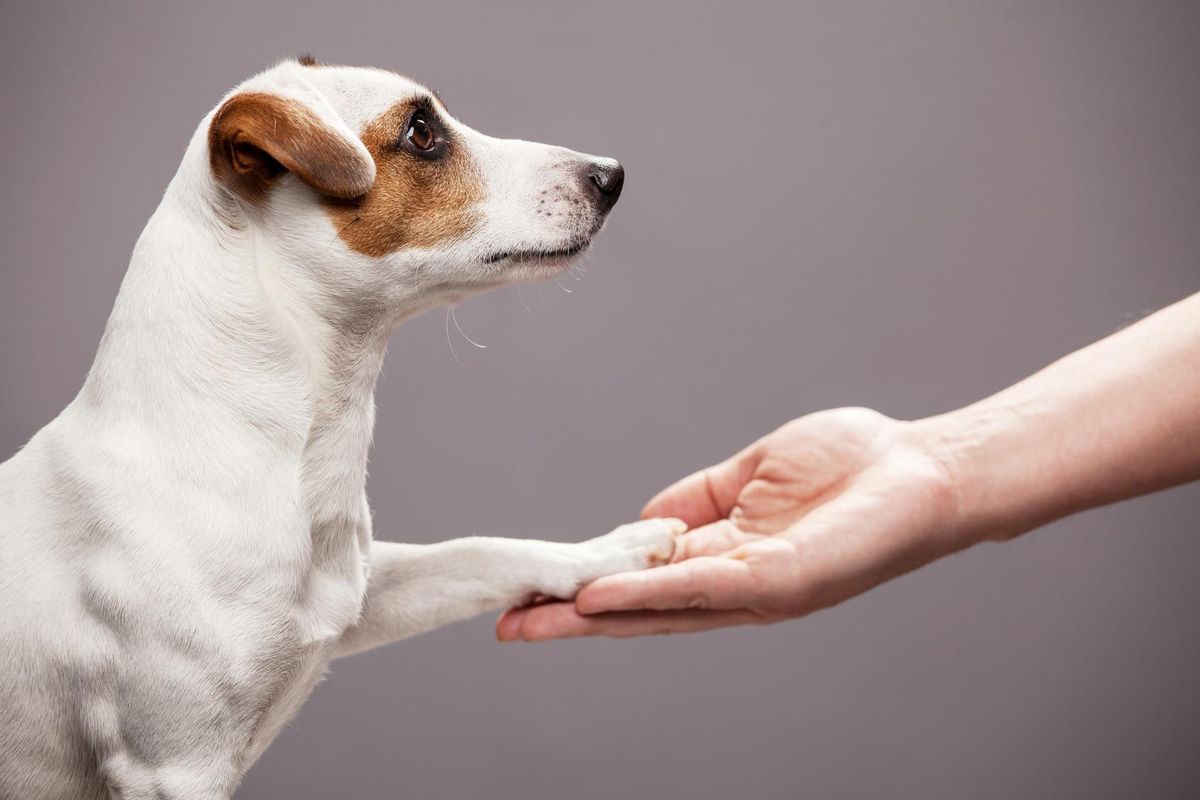 Dog paw in hand