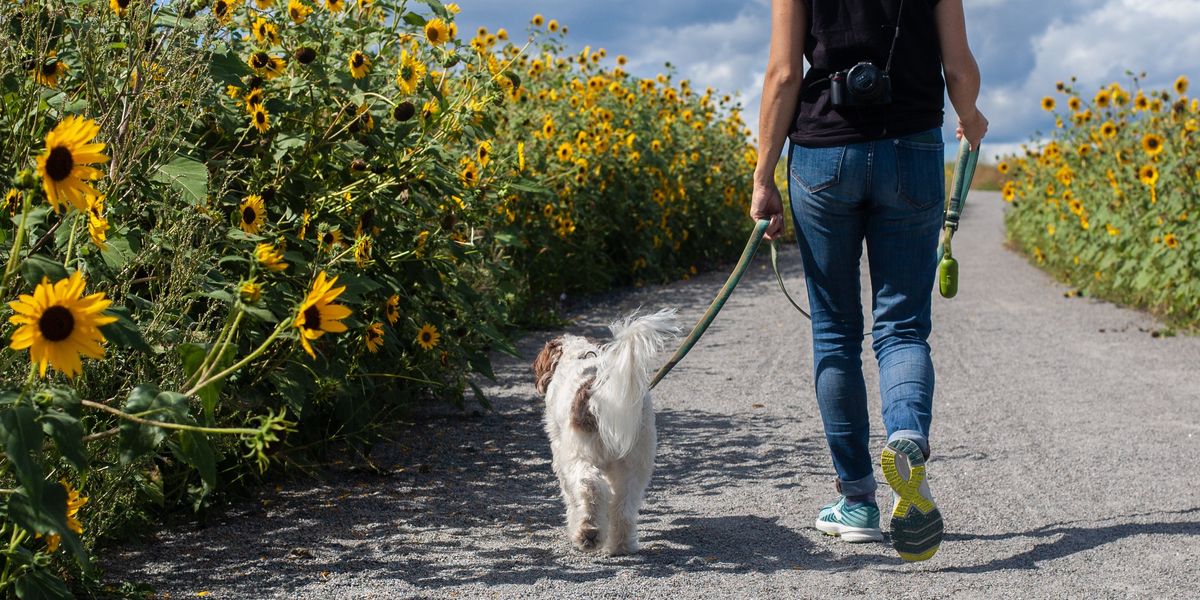 Dog walking services can be a good side hustle