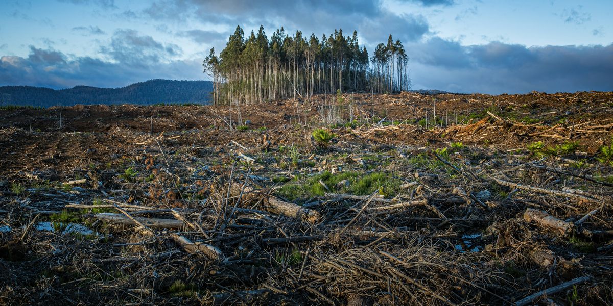 10 Practical Ways You Can Reduce Climate Change (According to AI ...