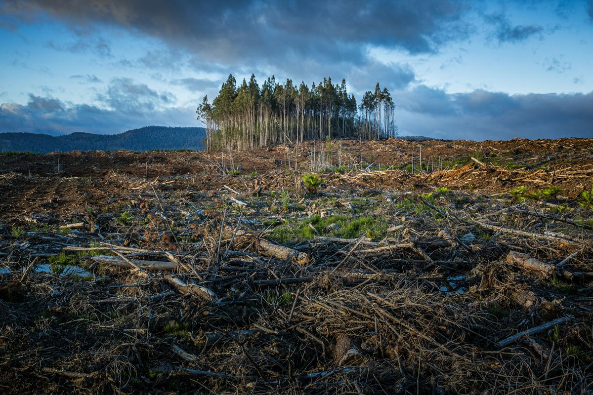 Forest cleared due to effects of climate change