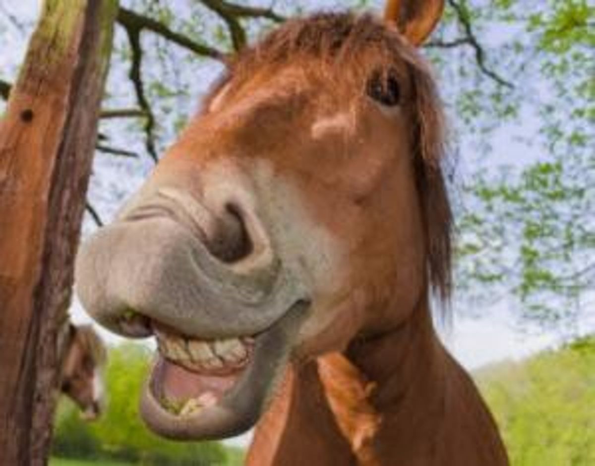 Horse