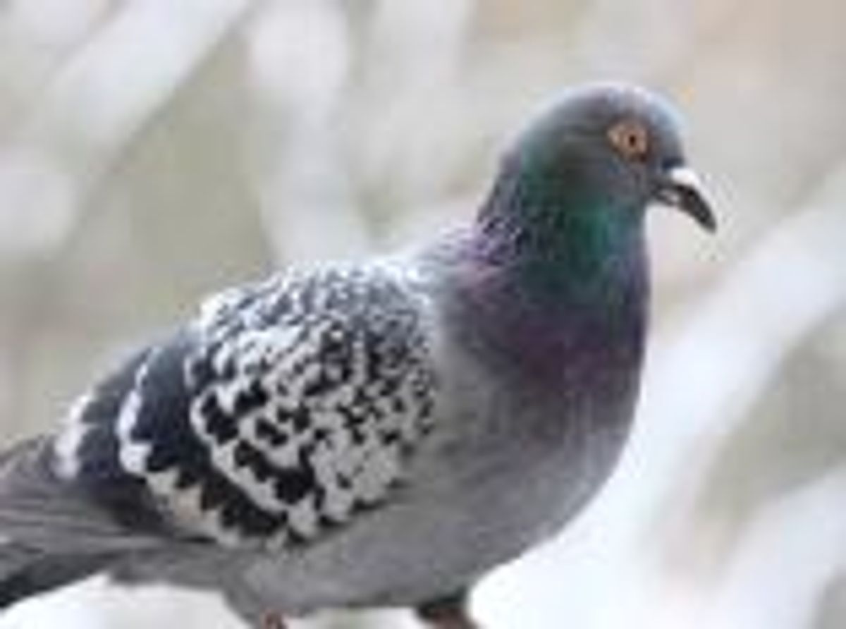 The Actual Effects of Google Pigeon on Local Businesses