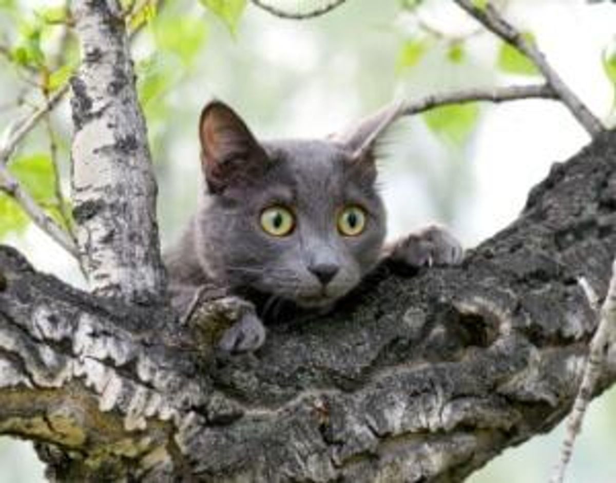 3 Alternatives to Employee Motivation That Don’t Involve Posters of Cats
