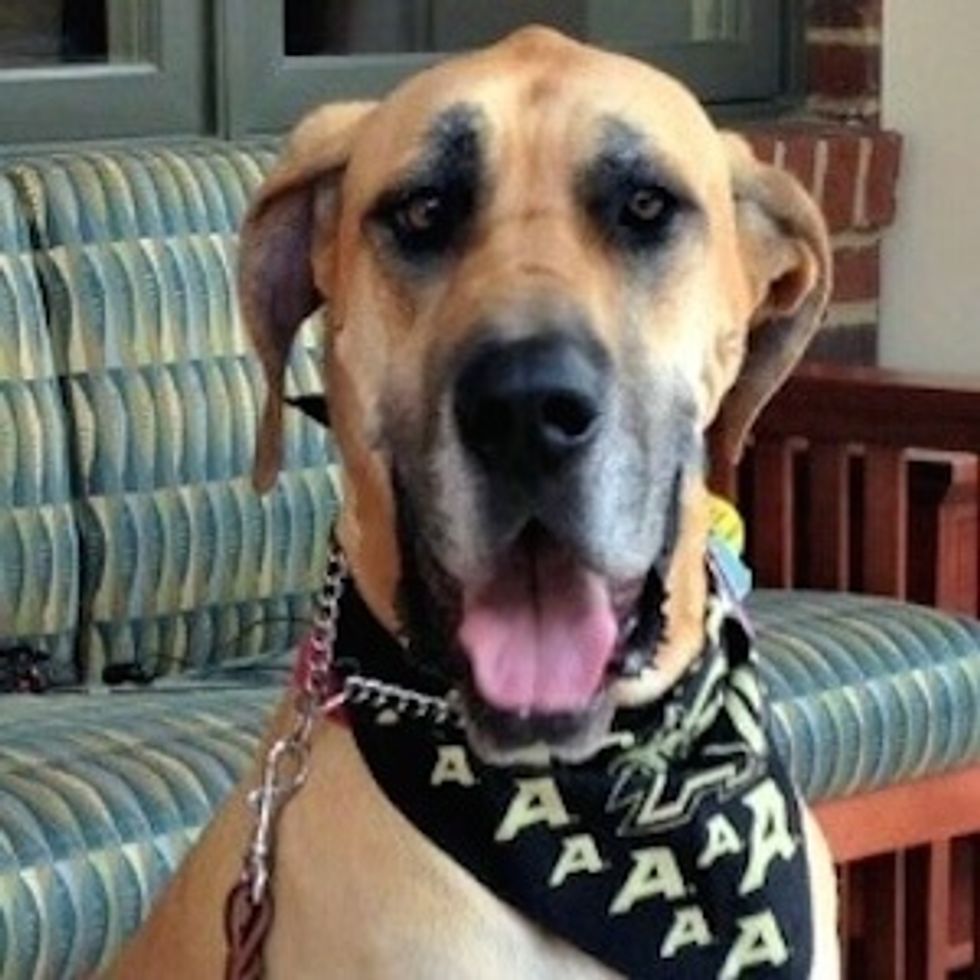 pic of great dane named Beretta