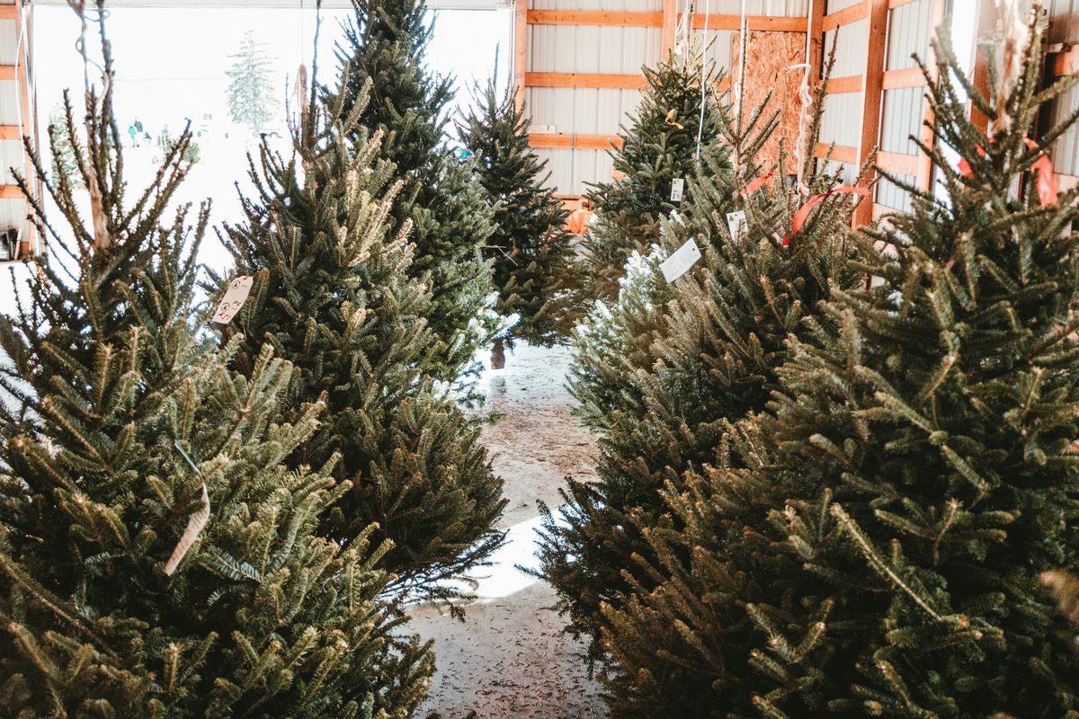 Seasonal Christmas tree small business