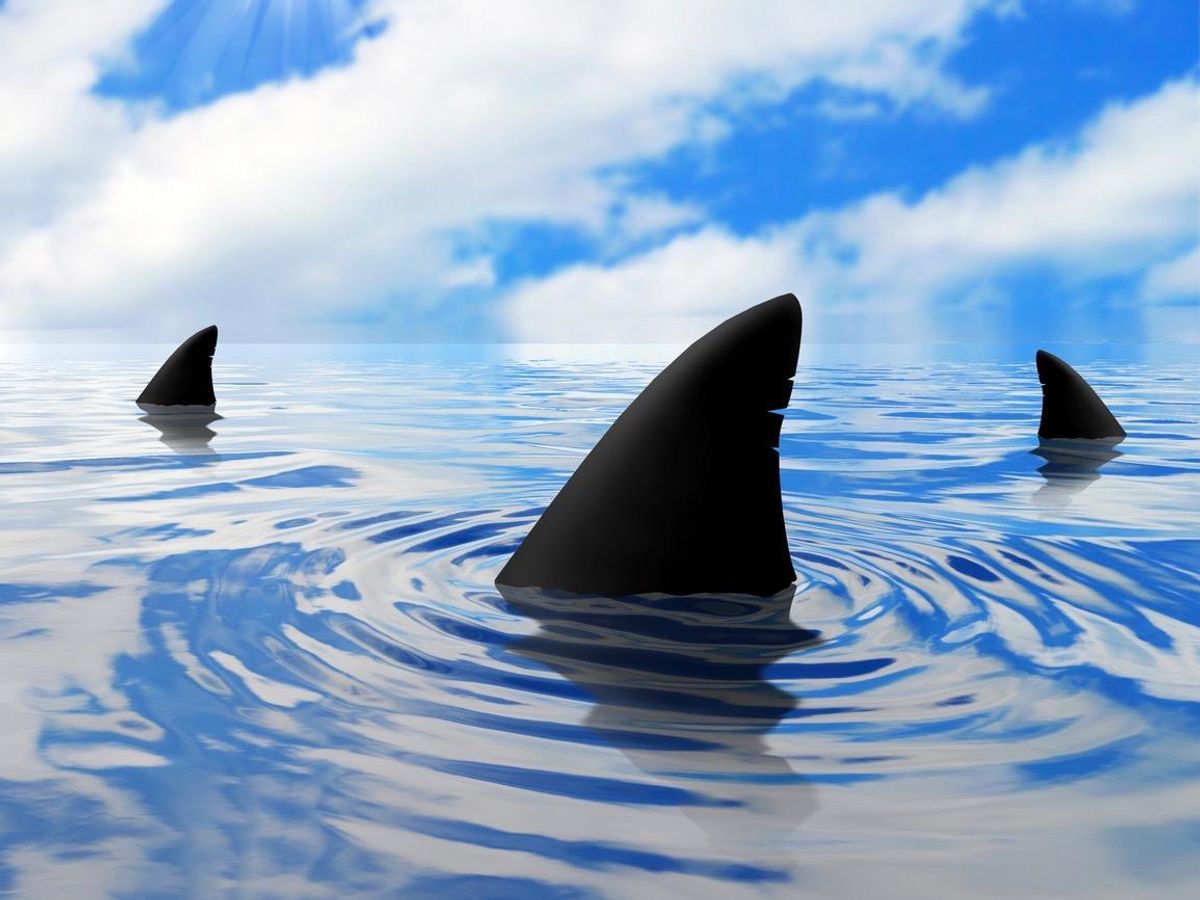 Shark fins above the water