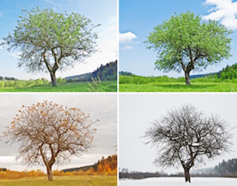 tree through the seasons: symbolic of tending successful business over the year